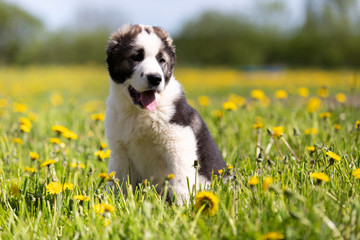 Puppy shepard walks outdoor at summer day