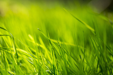 Herbe verte au soleil gros plan