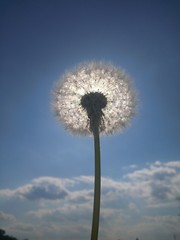 Sun in dandelion field flower / meadow weed in the sky with clouds