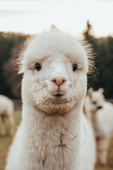 Llamas and Alpacas Of Peru