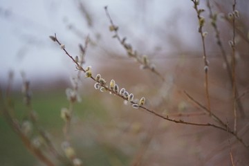 Obraz premium Goat willow (salix caprea) at sunset 