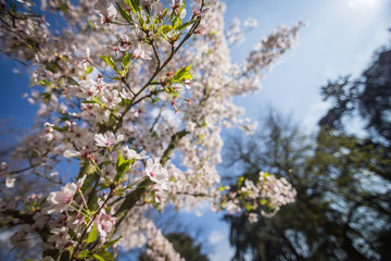 Cerisiers en fleur au printemps dans un parc