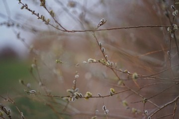 Goat willow (salix caprea) at sunset    