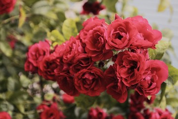 bunch of roses