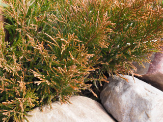 Decorative low-growing coniferous shrub microbiota decussata, variety carnival, with golden-yellow needles, natural stones in the garden. Juniper, thuja for landscape design and decoration