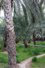 Wasserkanal / Falaj im Palmenhain in Al Ain Oase