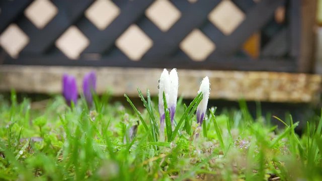 White crocus (crocus vernus) on a rainy spring day