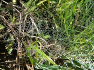Raindrops on spider web / green morning meadow with rain droplets on spiderweb
