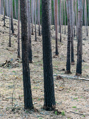 Obraz premium fragments of burnt trees