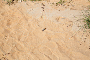 Heuschrecke im Sand in der Wüste  in den Emiraten