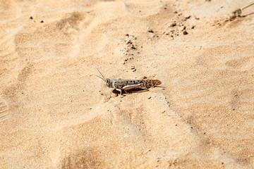 Heuschrecke im Sand in der Wüste  in den Emiraten