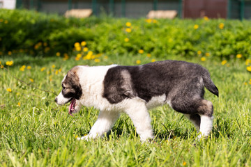 Fototapeta premium Puppy shepard walks outdoor at summer day