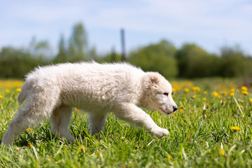 Obraz premium Puppy shepard walks outdoor at summer day