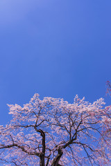 仙台の東照宮神社と桜