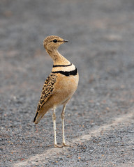 One double-banded courser standing in the Mokala National Park in South Africa

