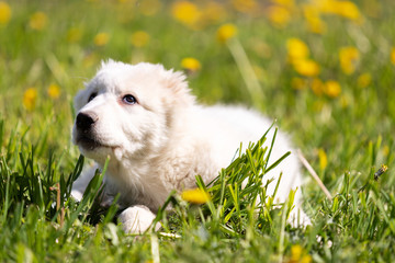 Puppy shepard walks outdoor at summer day