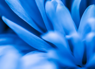 Abstract floral background, blue chrysanthemum flower. Macro flowers backdrop for holiday brand...