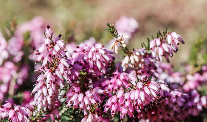 Pink Erica carnea flowers (winter Heath) in the garden in early spring