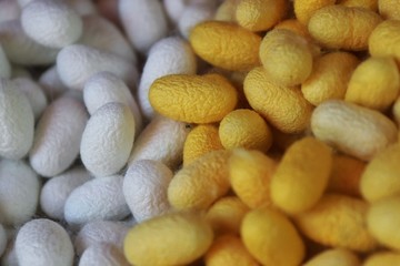 Silkworm cocoon