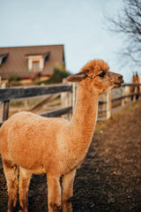 Obraz premium Llamas and Alpacas Of Peru