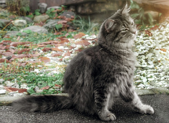 Obraz premium The cat scratches itself. The gray fluffy Persian kitty Maine coon sits on track and itches. Street cat catches fleas