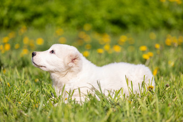 Puppy shepard walks outdoor at summer day