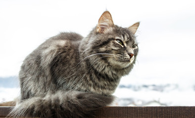 close-up gray fluffy Persian kitty Maine coon. cat sits on railing and closes his eyes. Isolated on white background