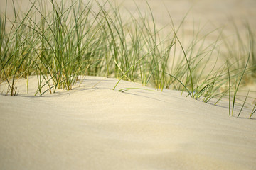 Herbes sur les dunes