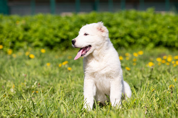 Puppy shepard walks outdoor at summer day