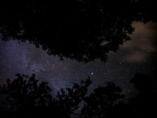 stars above the trees