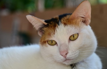 Close-up of a sad and unhappy white cat's eyes. A cute cat sitting with its neck tilted on a table with a blurred background.
