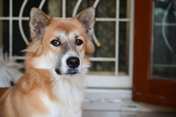 The brown Thai dog waited enthusiastically for the owner to return home at the front door. The adult dog looked at the front with excitement.
