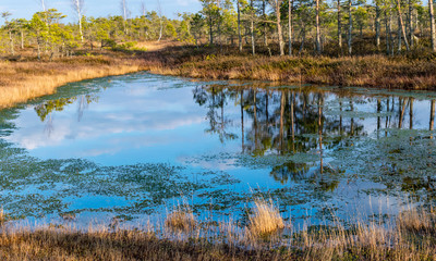 Obraz premium landscape with blue swamp lakes surrounded by small pine and birch trees and green moss on spring day