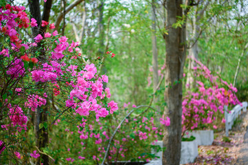 pink flowers in the garden