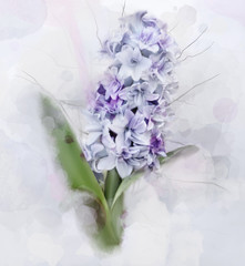 Beautiful hyacinth in bloom