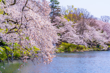 Obraz na płótnie Canvas Cherry blossoms in Inokashira Park, Kichijoji, Tokyo