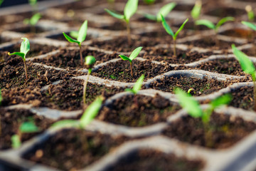 The seedlings sprouting in a greenhouse.Natural organic foods.