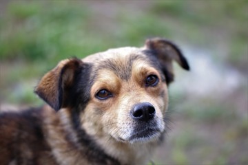 
Cute Dog