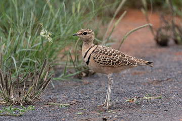 One double-banded courser walking in the Mokala National Park in South Africa