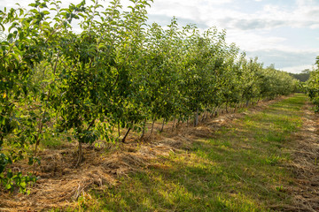 Fototapeta premium Orchard with young apple trees. Harvest time.