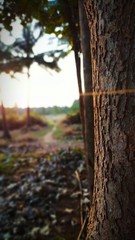 Obraz premium tree in autumn