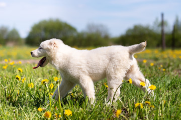 Obraz premium Puppy shepard walks outdoor at summer day