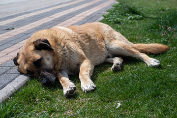 abandoned homeless stray dog is lying on grass in the city park. sad abandoned dog on footpath. Lonely homeless stray dog is laying.