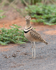 One double-banded courser walking in the Mokala National Park in South Africa
