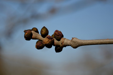 budding twig of ash will bloom gray bark black buds blurred background Fraxinus excelsior