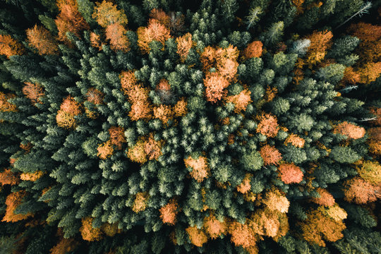 Forest From Above
