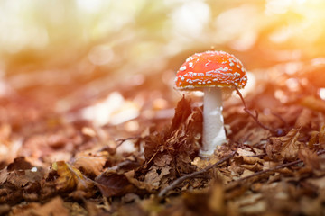 specimen of fly agaric in an autumn mountain forest.