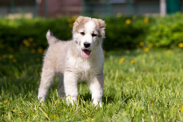 Puppy shepard walks outdoor at summer day