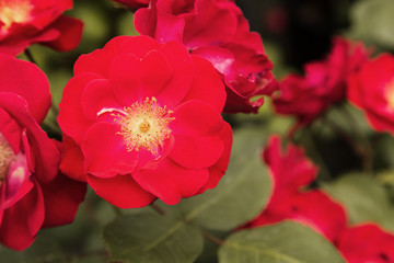 Close-up of a rose in spring, rose bloom, purple, pink, white, green, yellow