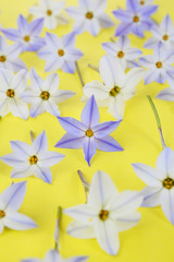 Fototapeta premium seasonal bright floral background of blue spring star flowers